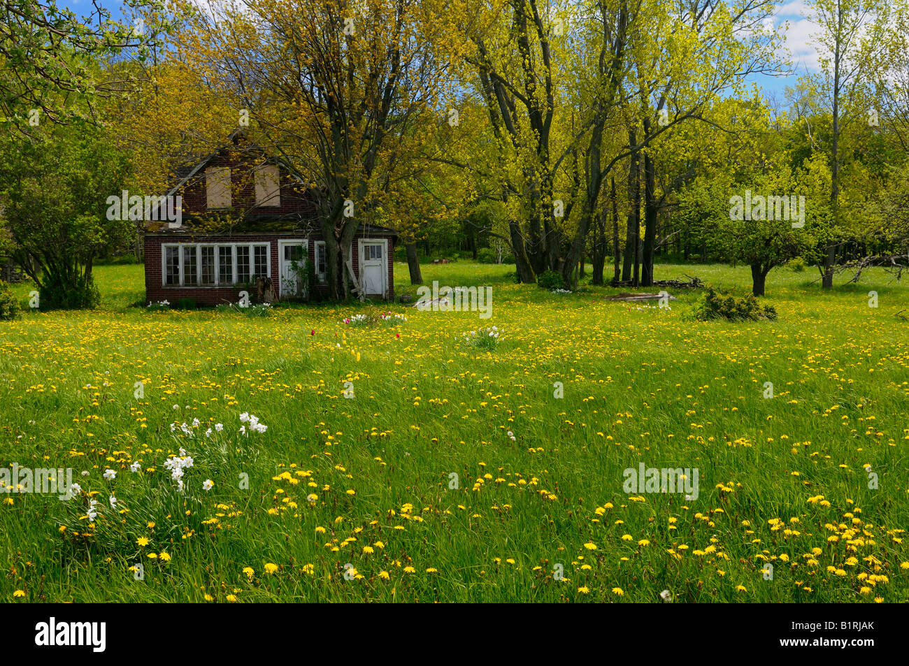 Casa abandonada en un campo de flores silvestres en primavera la península de Bruce en Ontario Foto de stock