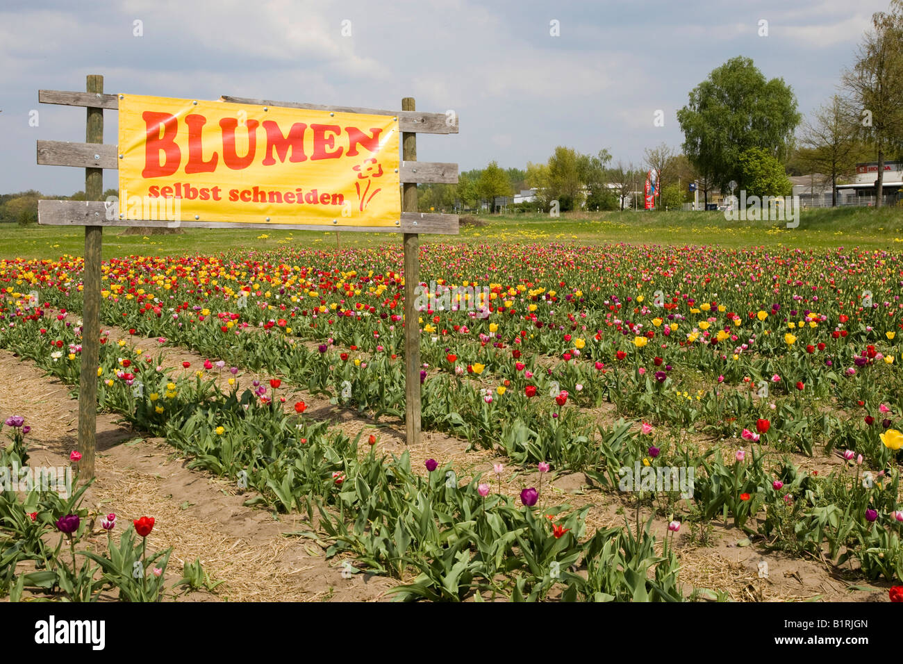 Cartel Blumen selbst schneiden, recoger flores usted mismo, campos de tulipanes, Bergstrasse recorrido de montaña, Hesse, Alemania, Europa Foto de stock