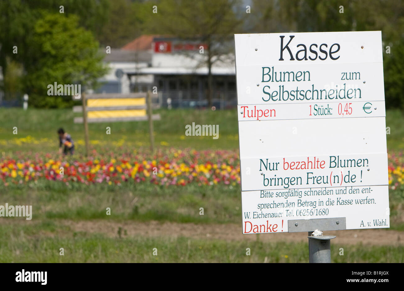 Cartel Blumen selbst schneiden, recoger flores usted mismo, campos de tulipanes, personas sosteniendo flores, montaña Bergstrasse ROUT. Foto de stock