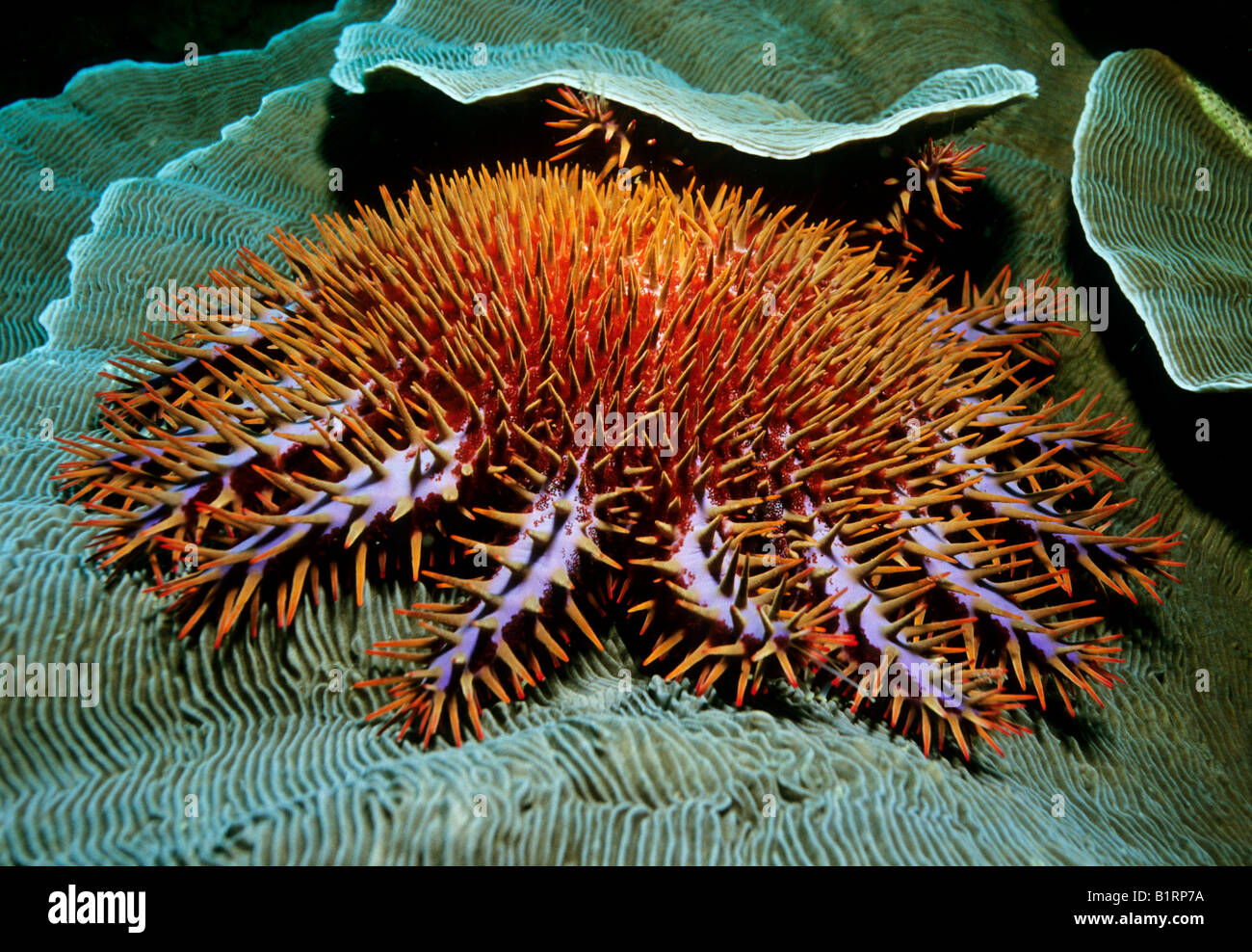 El depredador Estrella Corona de espinas de pescado (Acanthaster planci) se alimenta de los pólipos de corales pétreos (Scleractiniaor), Omán, Arabi Foto de stock