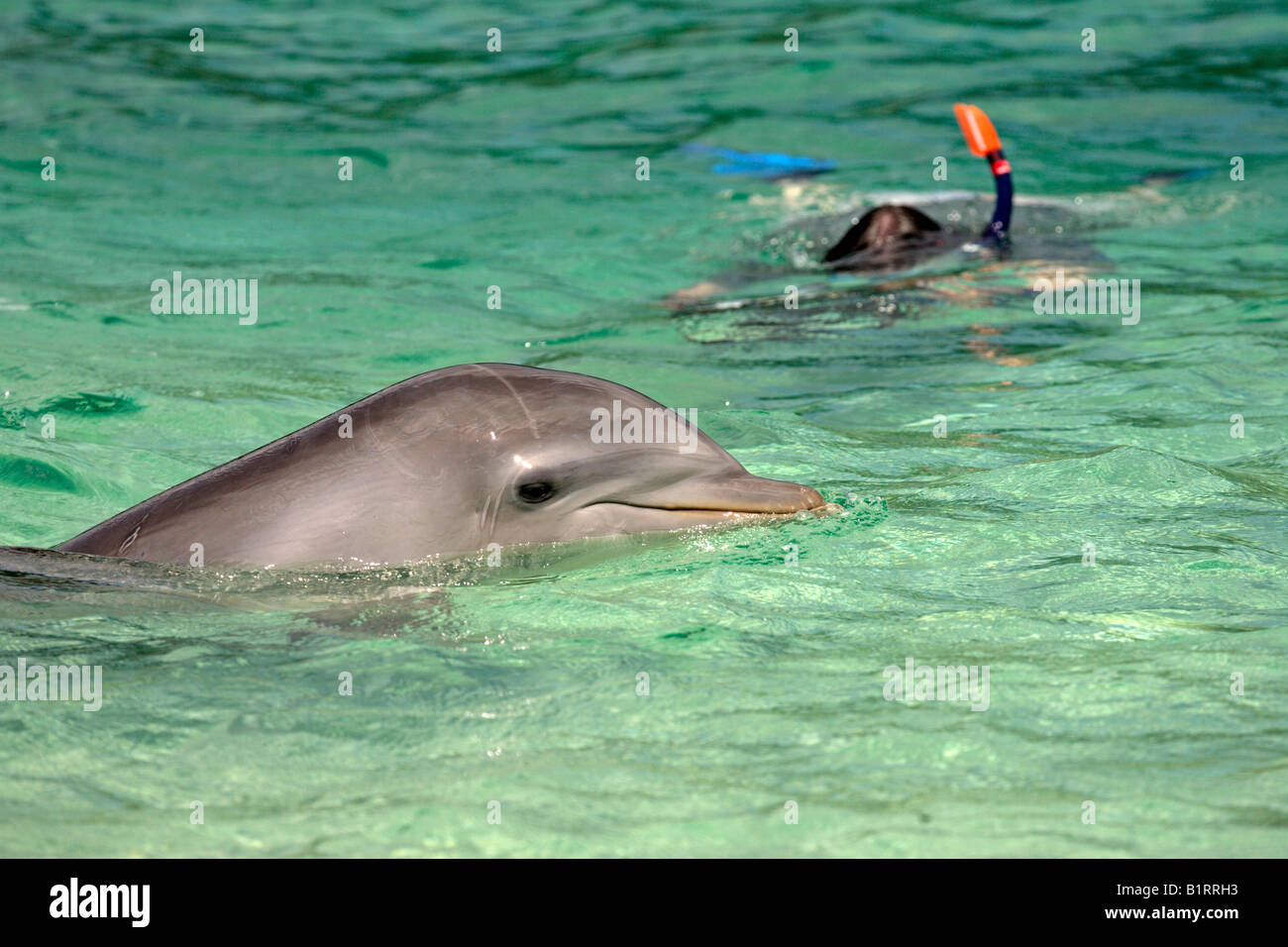 Comunes de Delfín Mular (Tursiops truncatus), el adulto, la natación con esnórquel, la Isla de Roatan, Honduras, Caribe, Central Ame Foto de stock