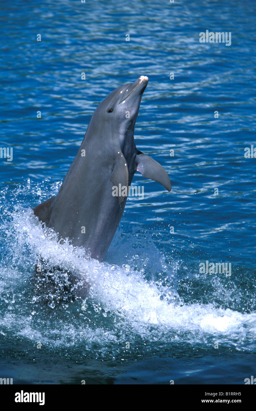 Comunes de Delfín Mular (Tursiops truncatus), adulto, saltando fuera del agua, la Isla de Roatan, Honduras, Caribe, Central Am Foto de stock