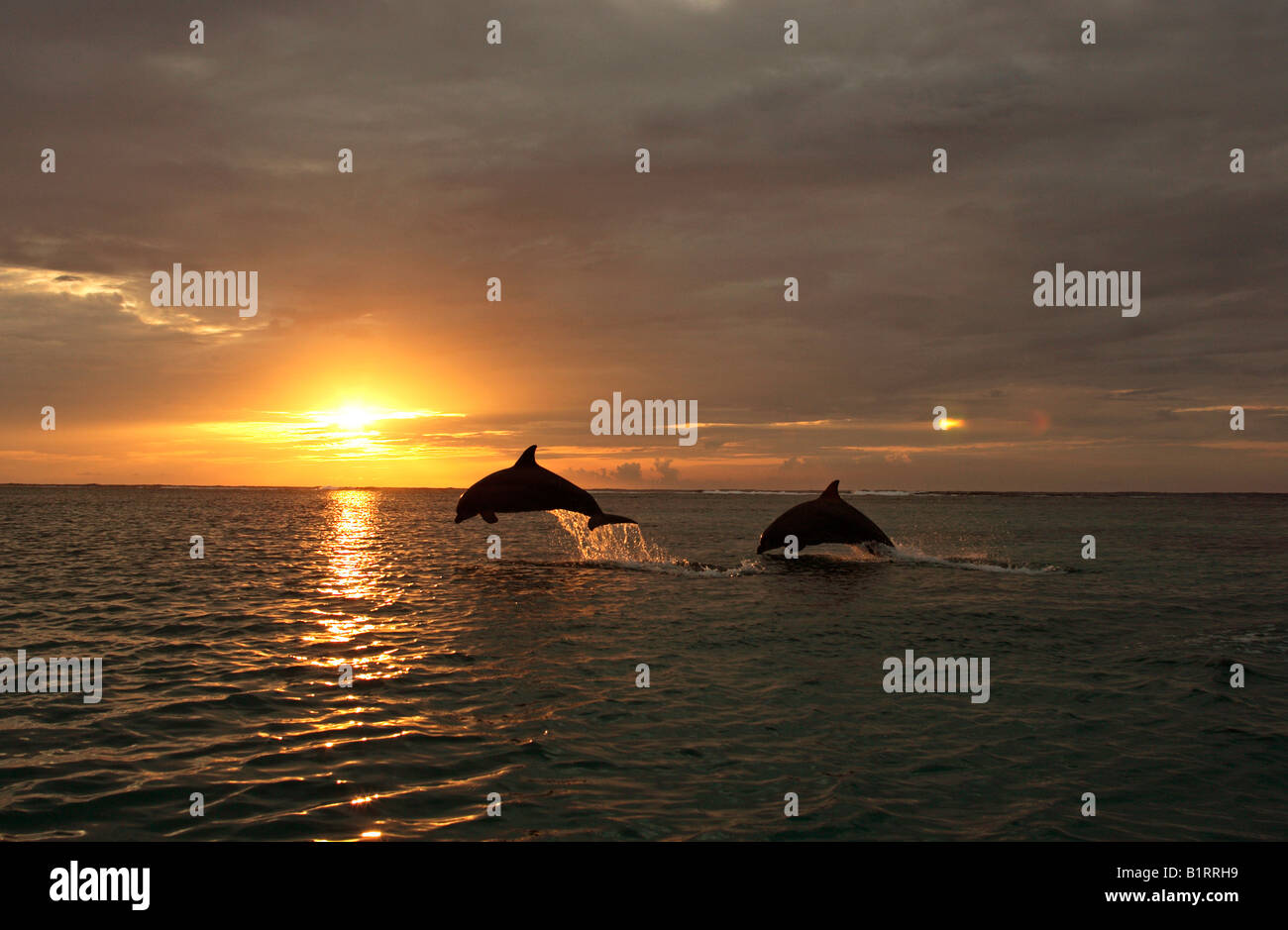 Una pareja adulta de los delfines nariz de botella (Tursiops truncatus) saltando fuera del agua, en frente de una puesta de sol, el Caribe, Roatán, Hon. Foto de stock