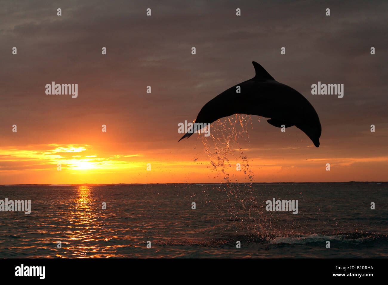 El delfín mular (Tursiops truncatus) saltando fuera del agua, en frente de una puesta de sol, el Caribe, Roatán, Honduras, Central Ame Foto de stock