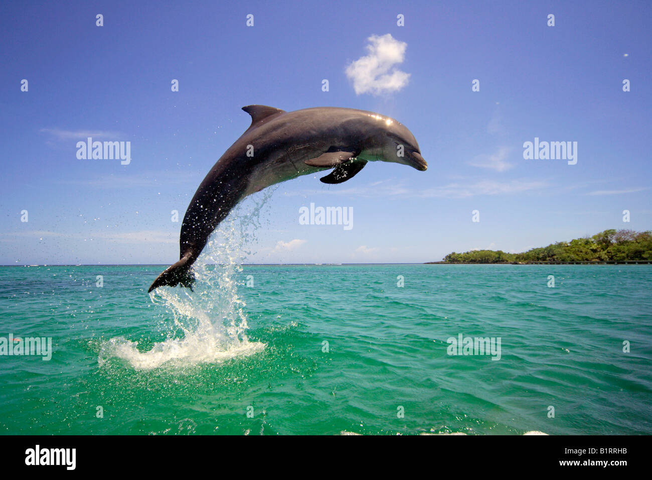 El delfín mular (Tursiops truncatus) saltando fuera del agua, el Caribe, Roatán, Honduras, América Central Foto de stock