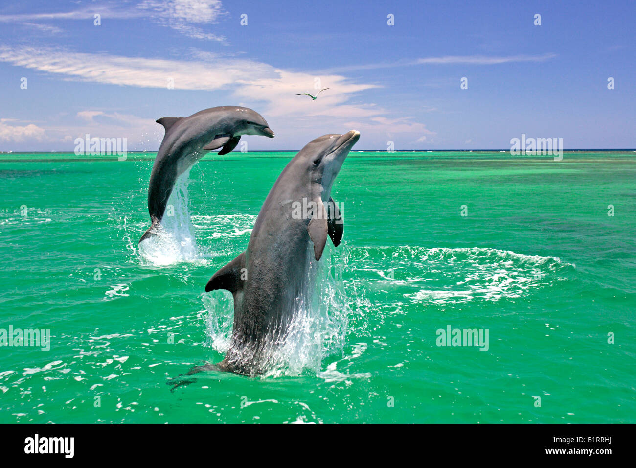 Una pareja adulta de los delfines nariz de botella (Tursiops truncatus) saltando fuera del agua, el Caribe, Roatán, Honduras, América Central Foto de stock