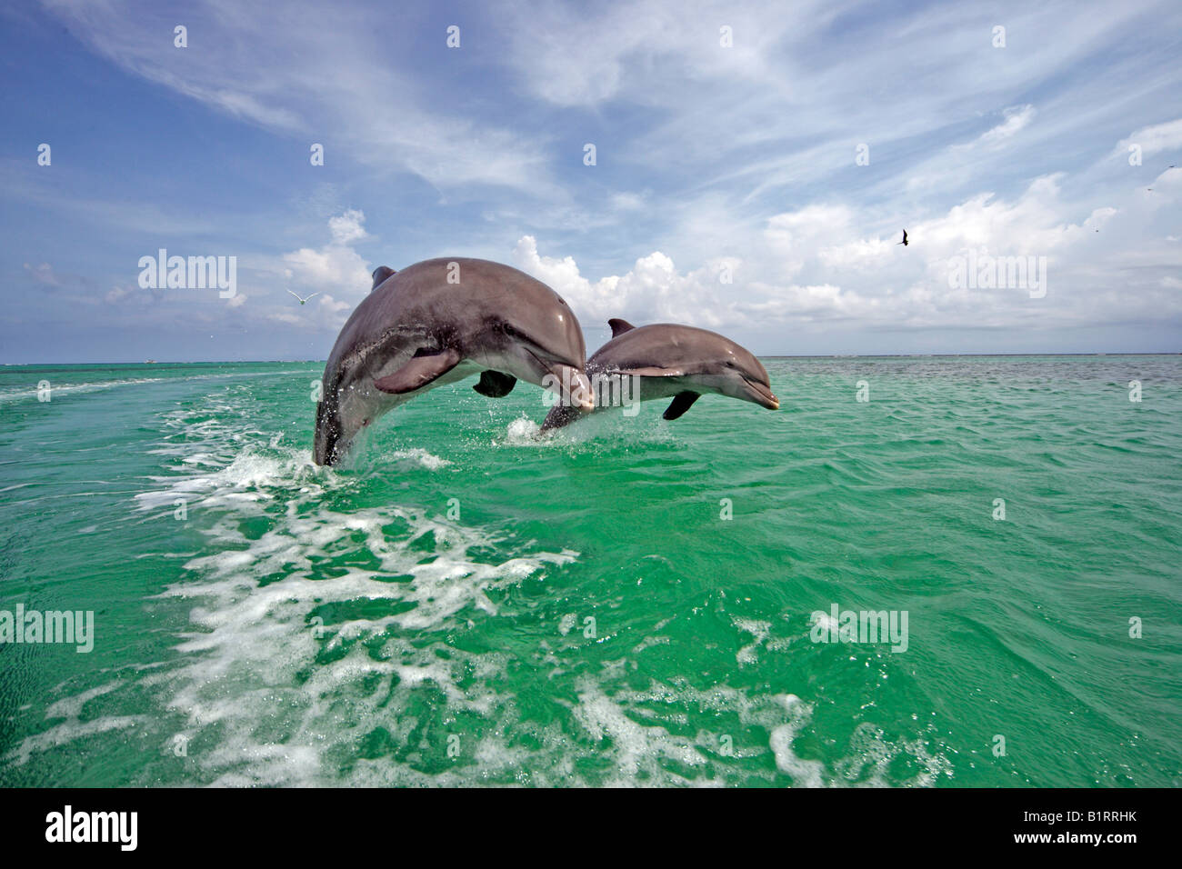 Una pareja adulta de los delfines nariz de botella (Tursiops truncatus) saltando fuera del agua, el Caribe, Roatán, Honduras, América Central Foto de stock