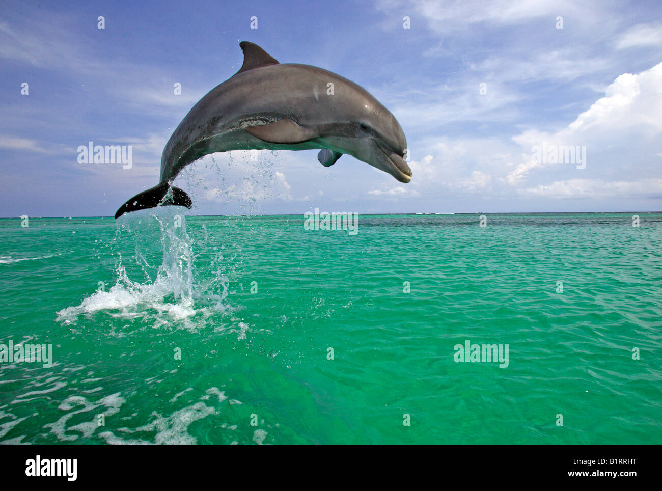 El delfín mular (Tursiops truncatus) saltando fuera del agua, el Caribe, Roatán, Honduras, América Central Foto de stock