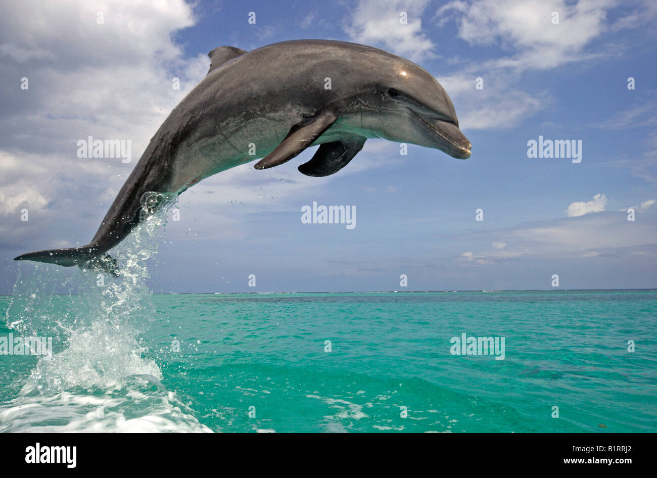 Comunes de Delfín Mular (Tursiops truncatus), adulto, saltando fuera del agua, el Caribe, Roatán, Honduras, América Central Foto de stock