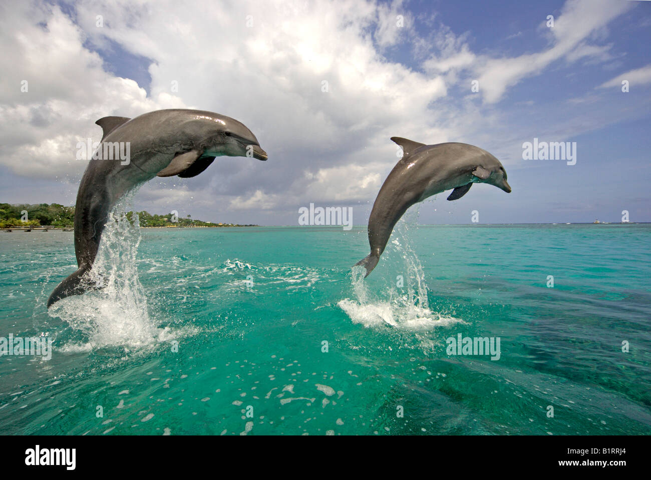 Comunes de Delfín Mular (Tursiops truncatus), par, adulto, saltando fuera del agua, el Caribe, Roatán, Honduras, Central Ame Foto de stock