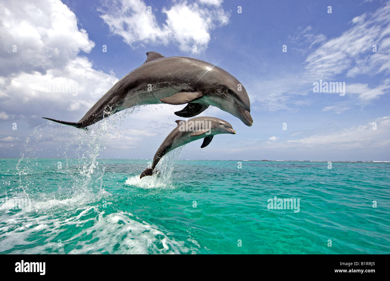 Comunes de Delfín Mular (Tursiops truncatus), par, adulto, saltando fuera del agua, el Caribe, Roatán, Honduras, Central Ame Foto de stock