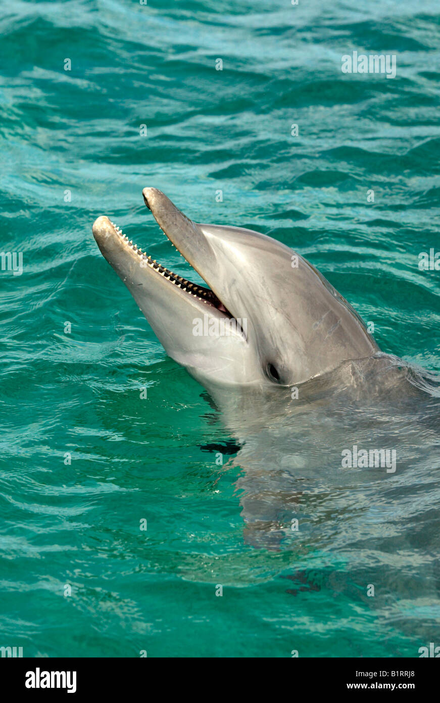 Comunes de Delfín Mular (Tursiops truncatus), el Caribe, Roatán, Honduras, América Central Foto de stock