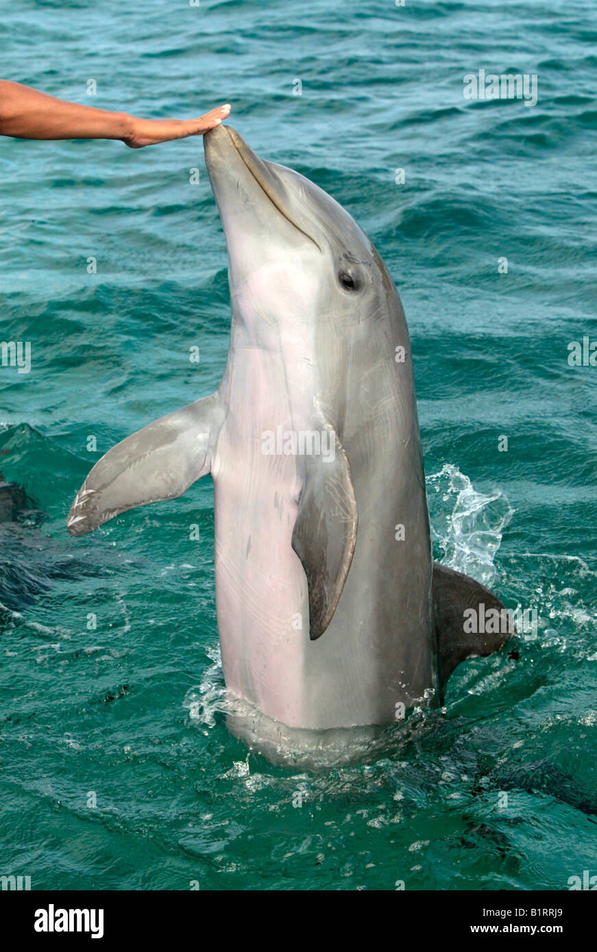 Comunes de Delfín Mular (Tursiops truncatus), entrenador de tocar la nariz, el Caribe, Roatán, Honduras, América Central Foto de stock