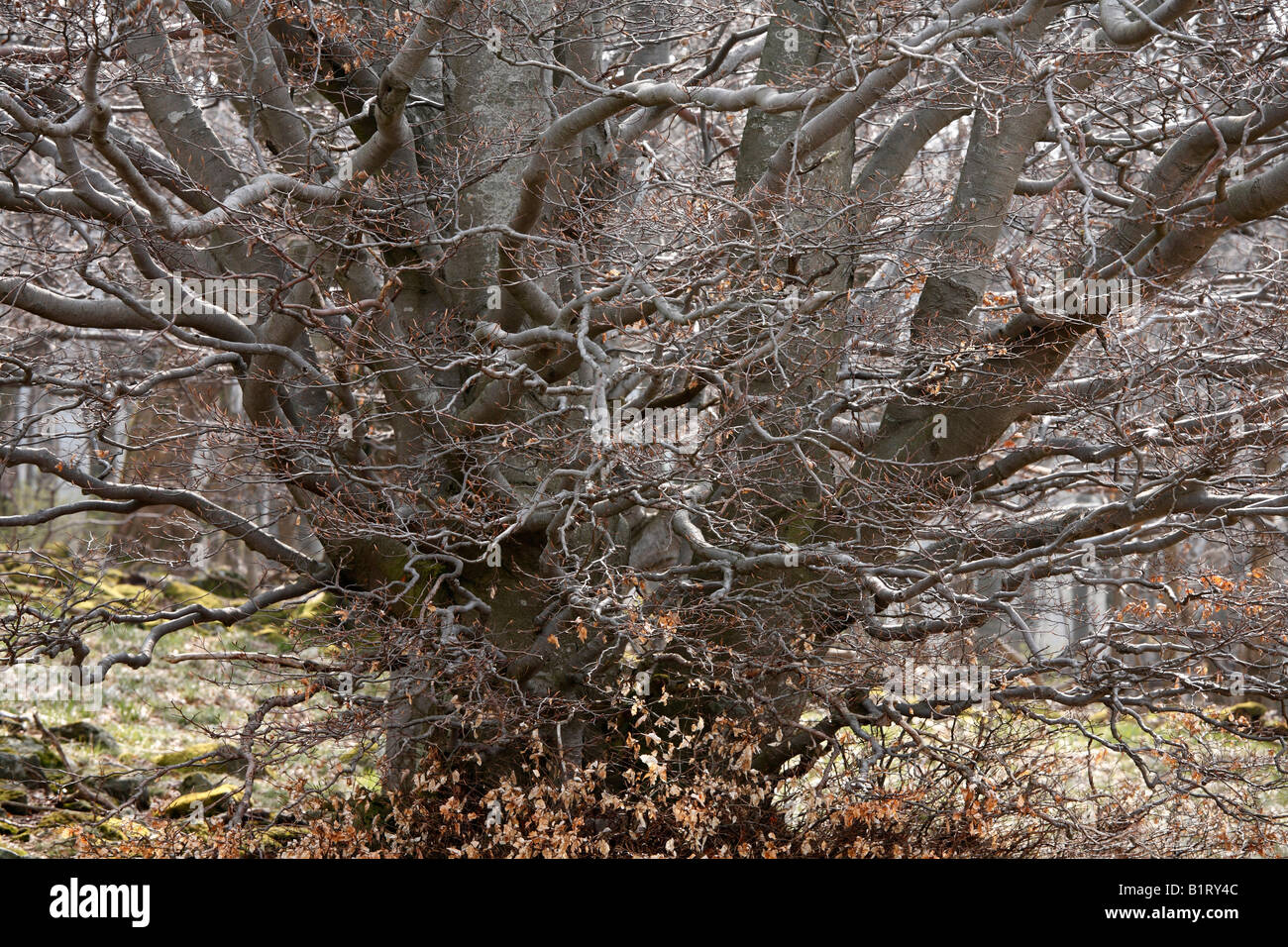 Trenzado viejo árbol haya (Fagus), Lange Rhoen, Baja Franconia, Baviera, Alemania, Europa Foto de stock