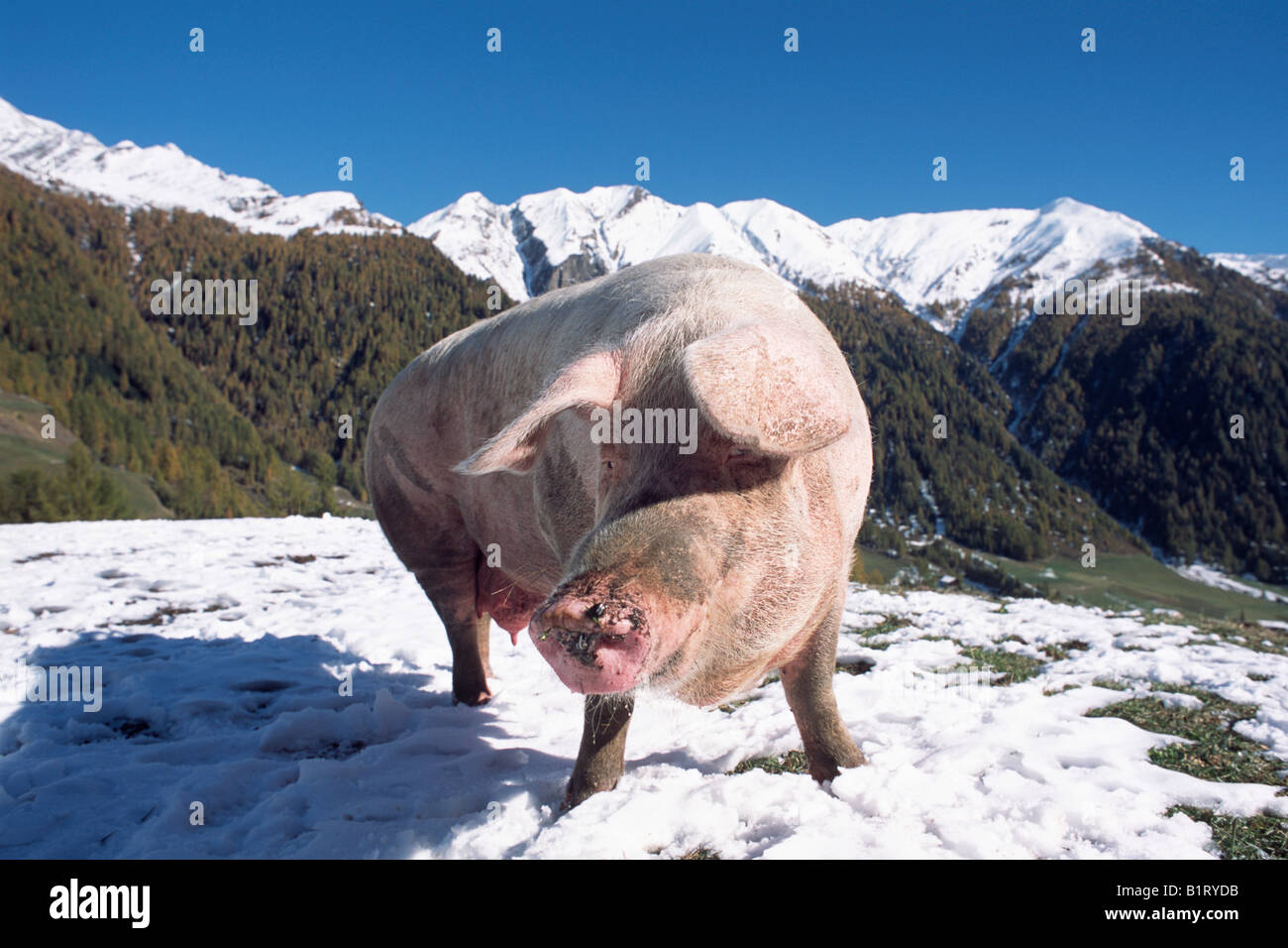 Cerdo doméstico (Sus scrofa domestica) en las montañas, en el Tirol del Sur, Italia, Europa Foto de stock