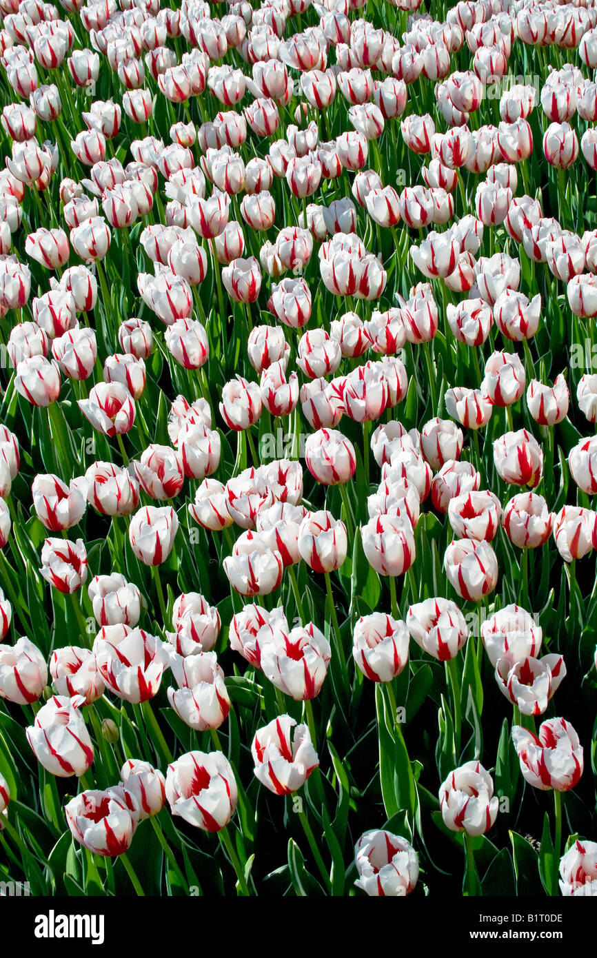 Tulipanes blancos (Tulipán), Ice Follies cultivar, variedad Foto de stock