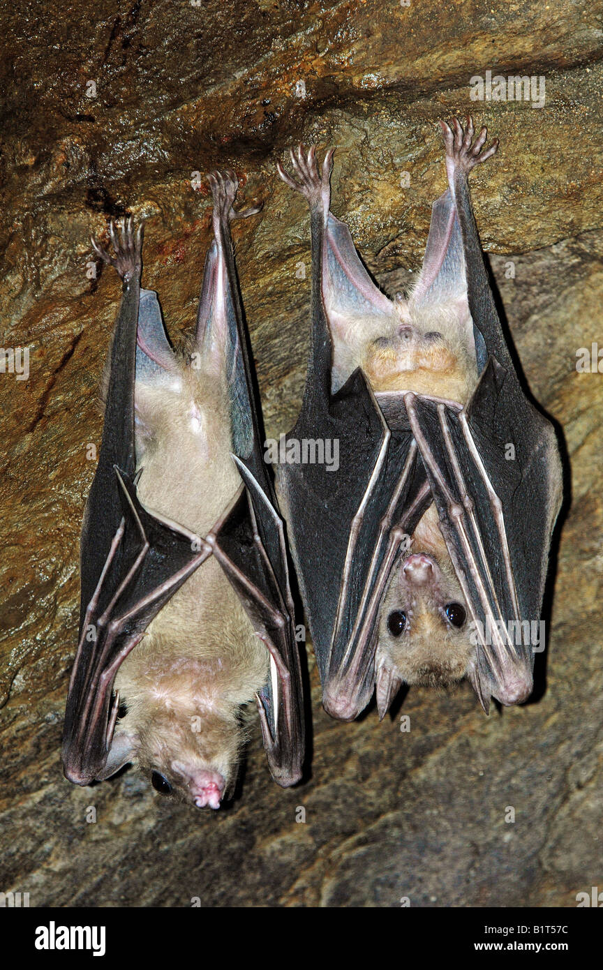 Two fruit bats fotografías e imágenes de alta resolución - Alamy