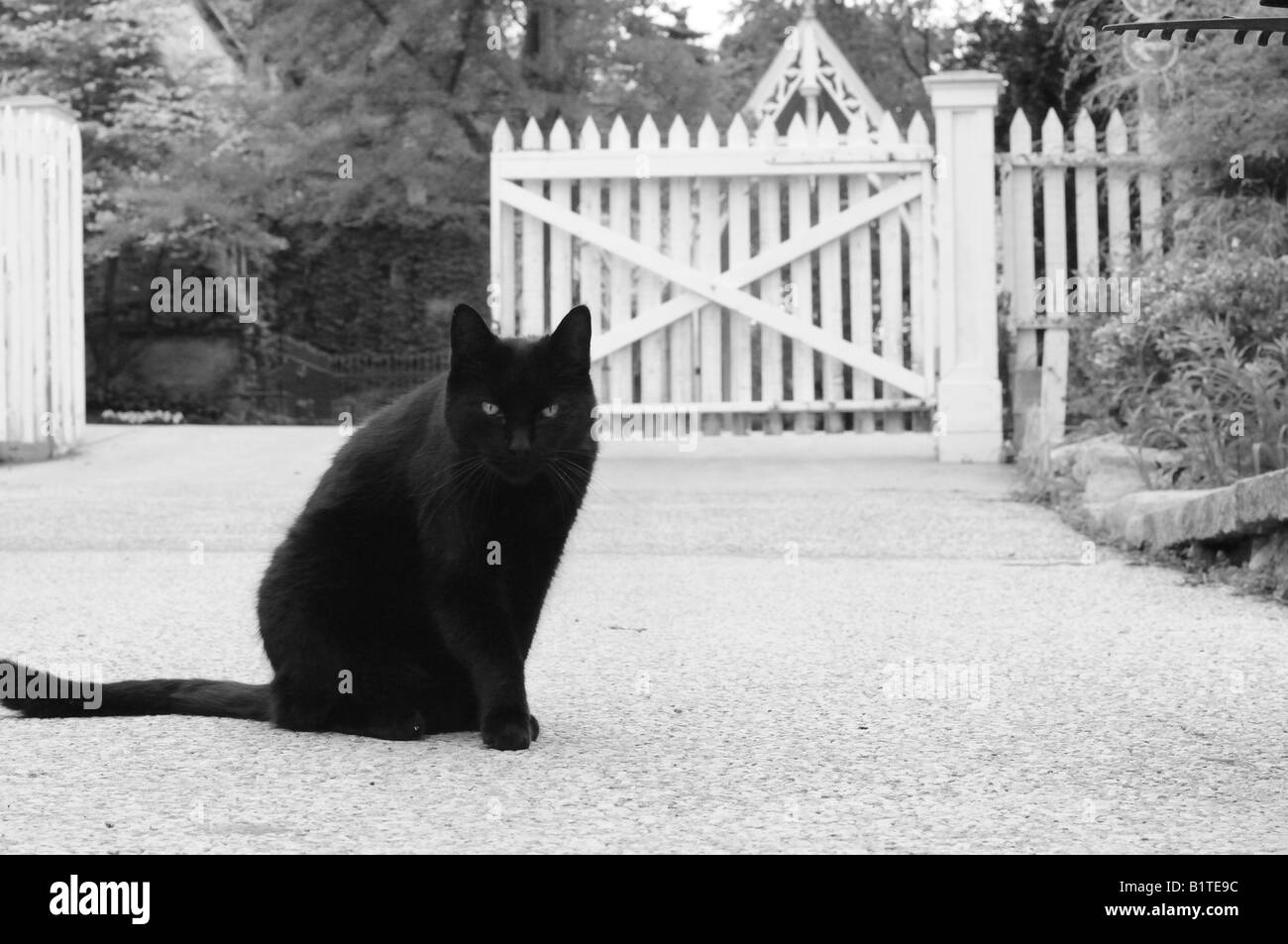 Gato negro delante de una valla blanca mirando intensamente en el visor. El gato quiere acercarse, pero es cansado para hacerlo. Foto de stock