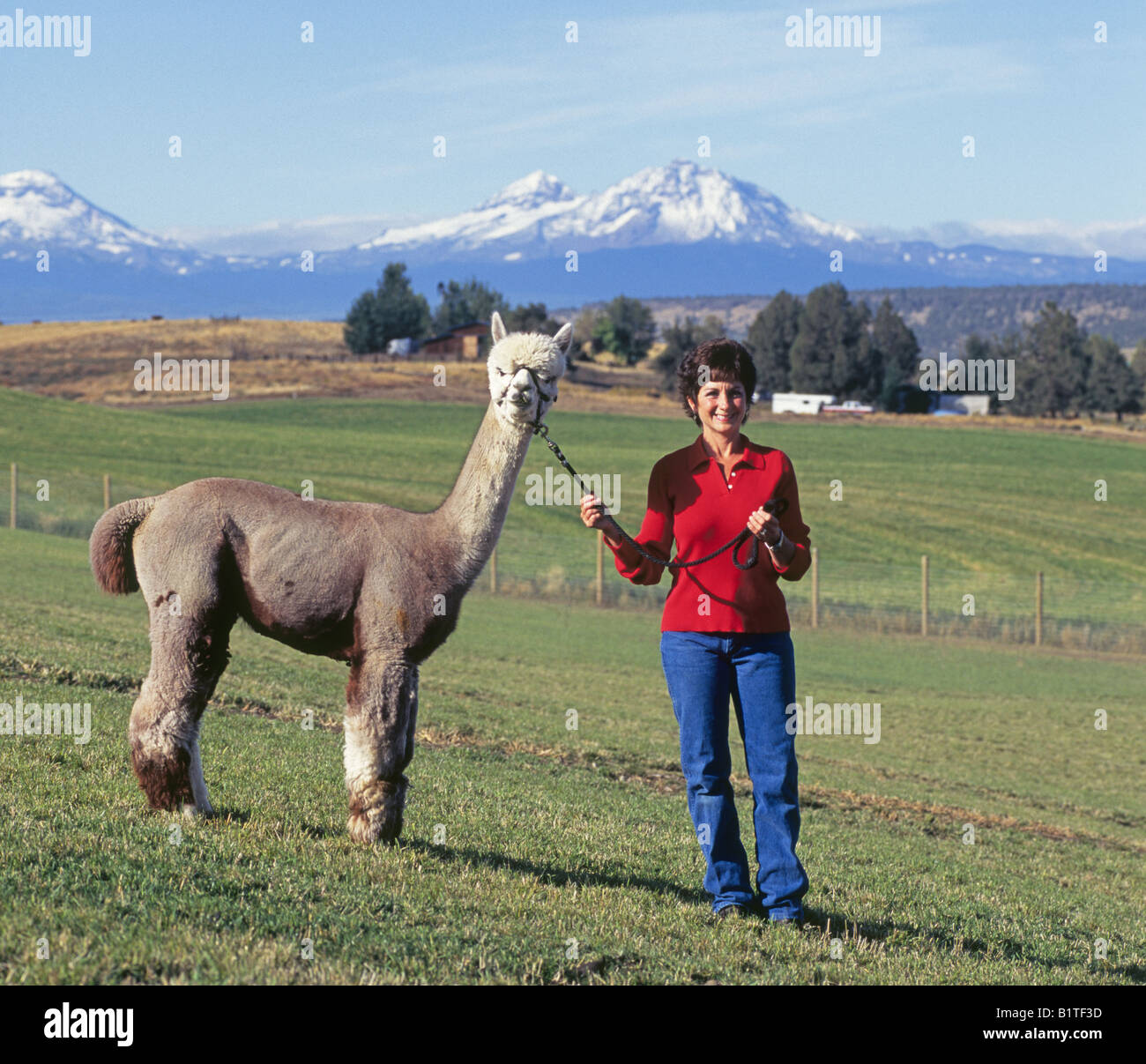 Una mujer sostiene un premio alpaca en un potrero cerca de Terrebonne, Oregon. Montañas Cascade son en el fondo Foto de stock