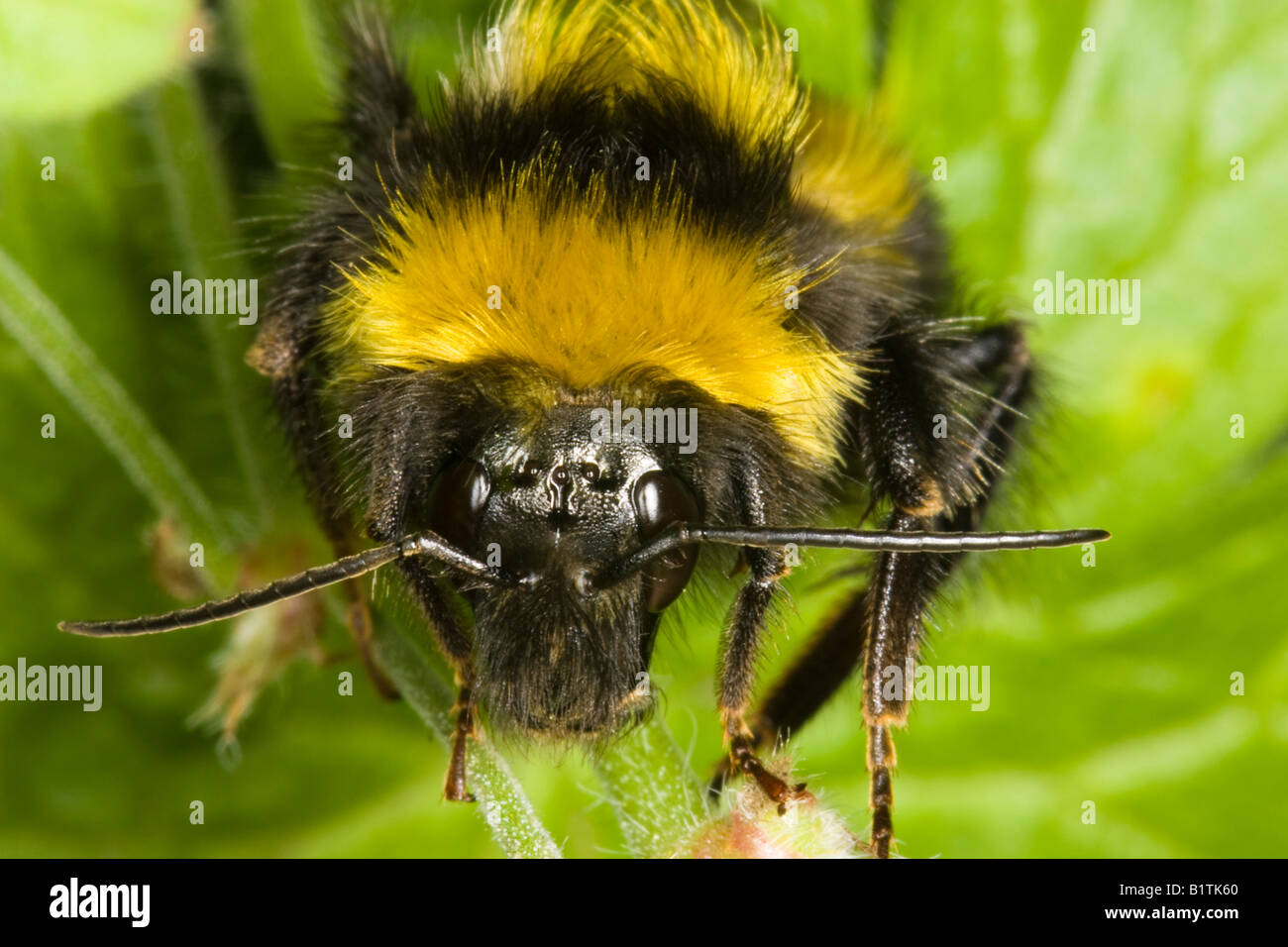 Cerca de la cabeza del macho blanco-tailed Bombus jonellus bumblebee Foto de stock