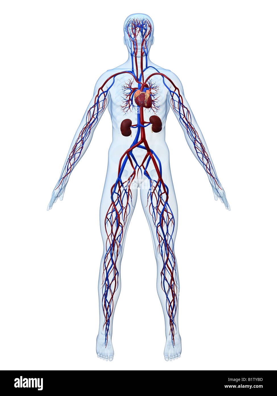 Sistema cardiovascular Foto de stock