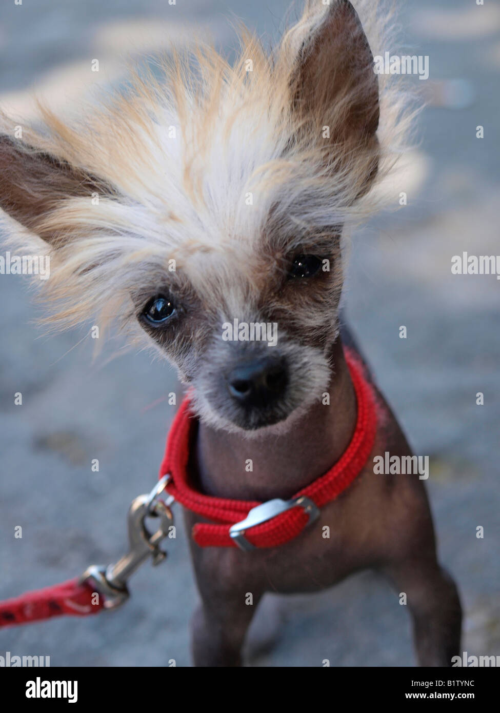 Calvo y muy pequeño perro loco con corte de pelo y cuello rojo Amberes Bélgica Foto de stock