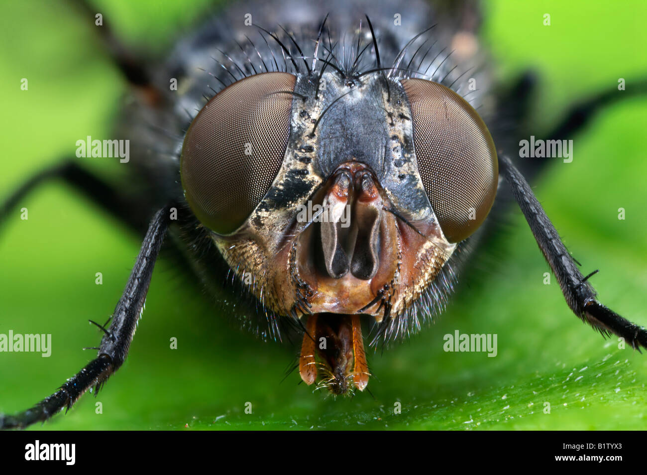 Los ojos compuestos de una mosca común común Foto de stock