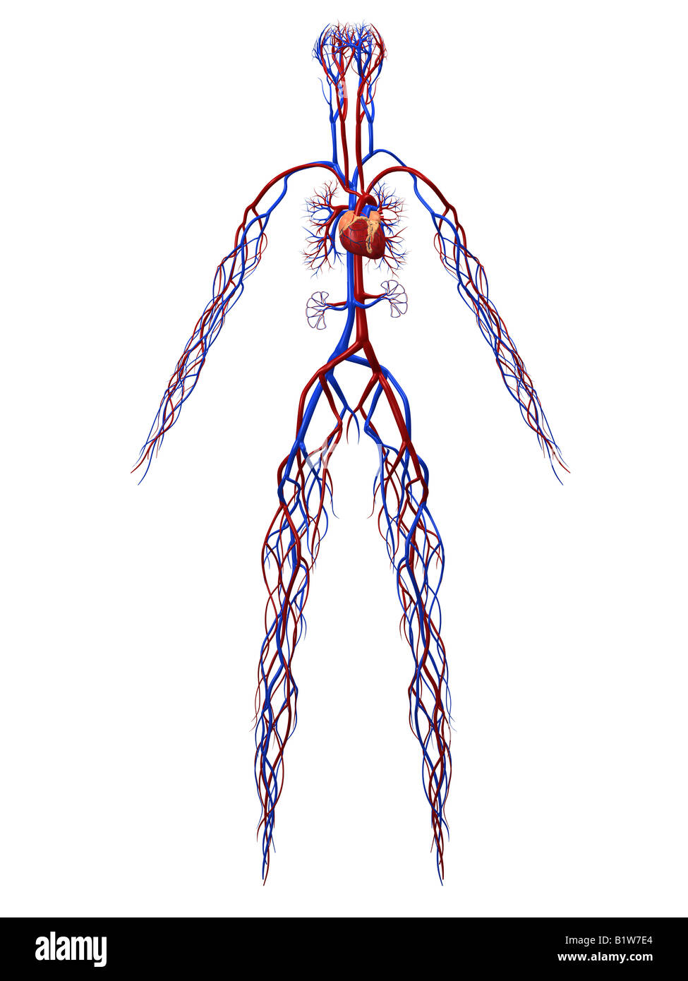 Sistema cardiovascular Foto de stock