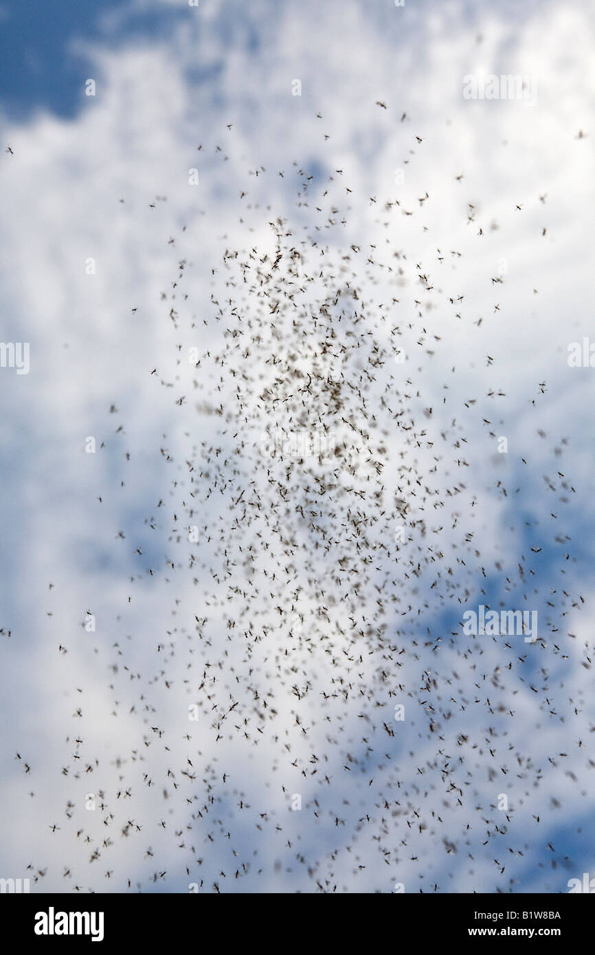 Una nube de mosquitos (Chaoborus sp) en el fondo del cielo. Nuage de moucherons (Chaoborus sp) sur fond de ciel. Foto de stock