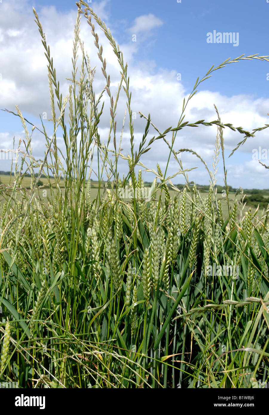 Ballica perenne Lolium perenne espigas de gramíneas en un cultivo de trigo en espiga Foto de stock