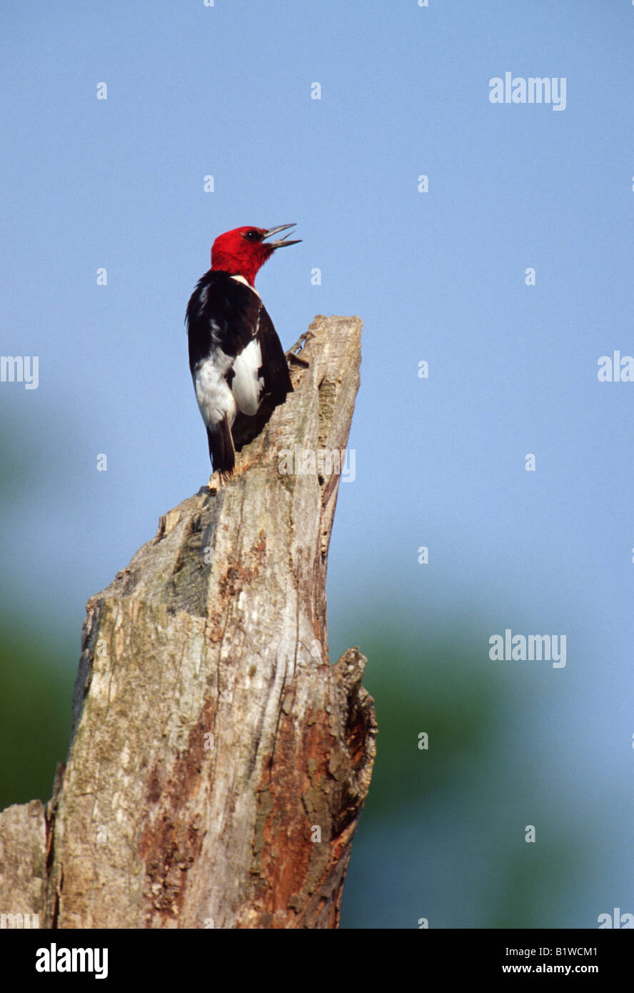 Red-Headed Woodpecker (Melanerpes erythrocephalus) encaramado en árbol muerto Foto de stock