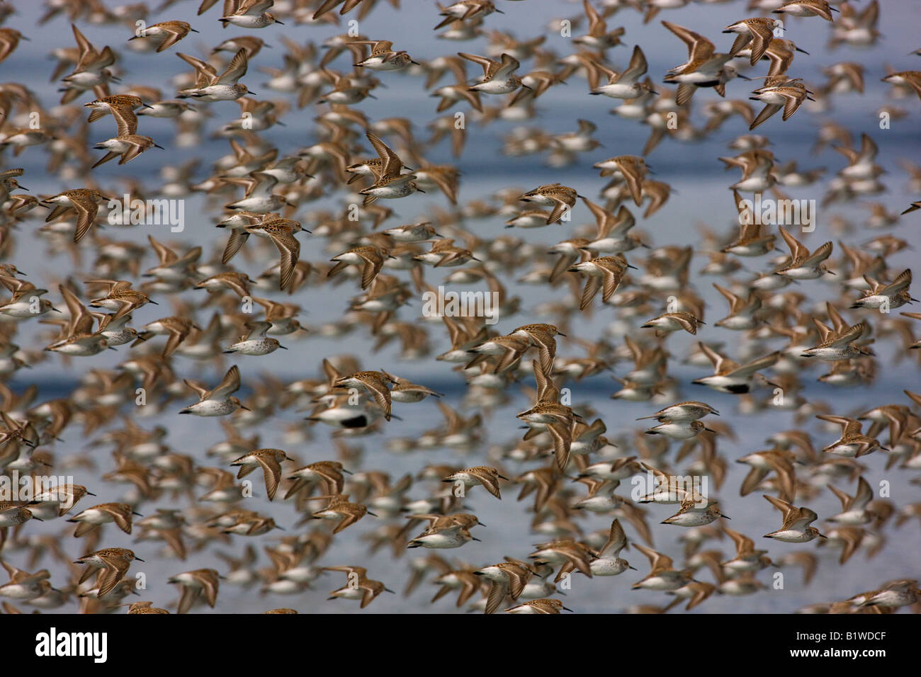 De la migración de las aves playeras en el Delta del Río Cobre Bosque Nacional Chugach Cordova Alaska Foto de stock