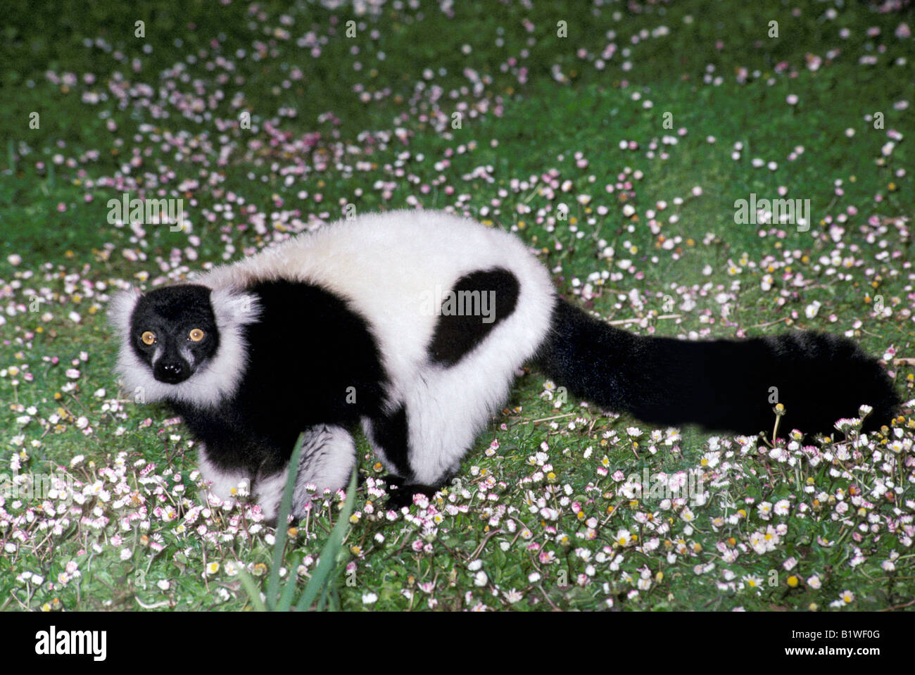 Blanco y negro Ruffed Lemur Varecia variegata variegata Schwarz weisser lado Vari Madagascar Le Mur variegatus Varecia variegat Foto de stock