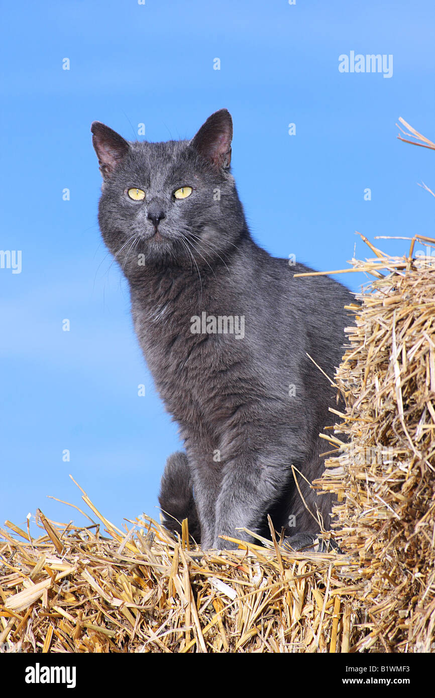 Azul ruso. Gato adulto sentado en un fardo de paja Fotografía de stock -  Alamy