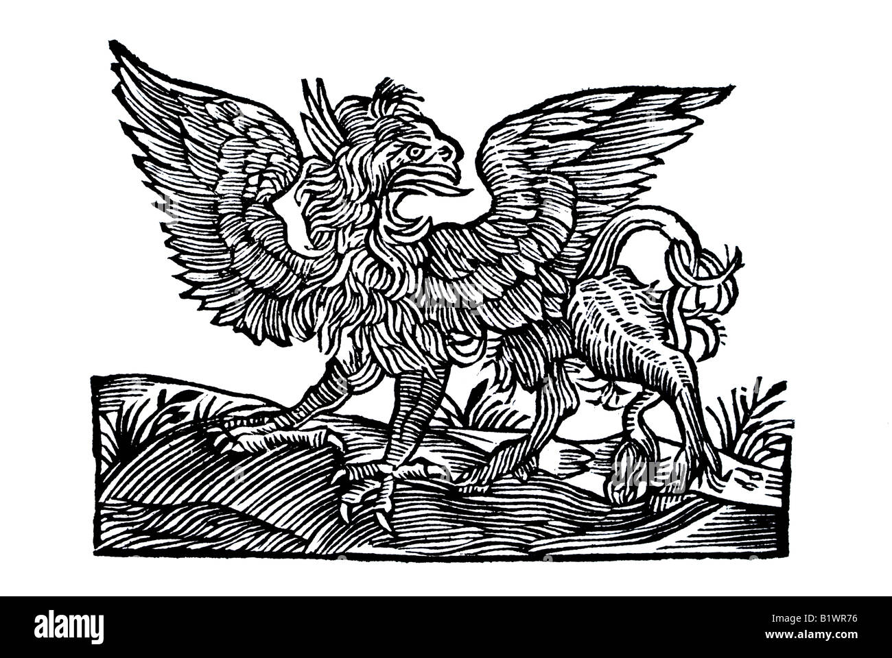Von dem Grayffen, Gryphus, Historia Animalum, Conrad Gesner, 1551, siglo XVI, renacimiento, Europa Foto de stock