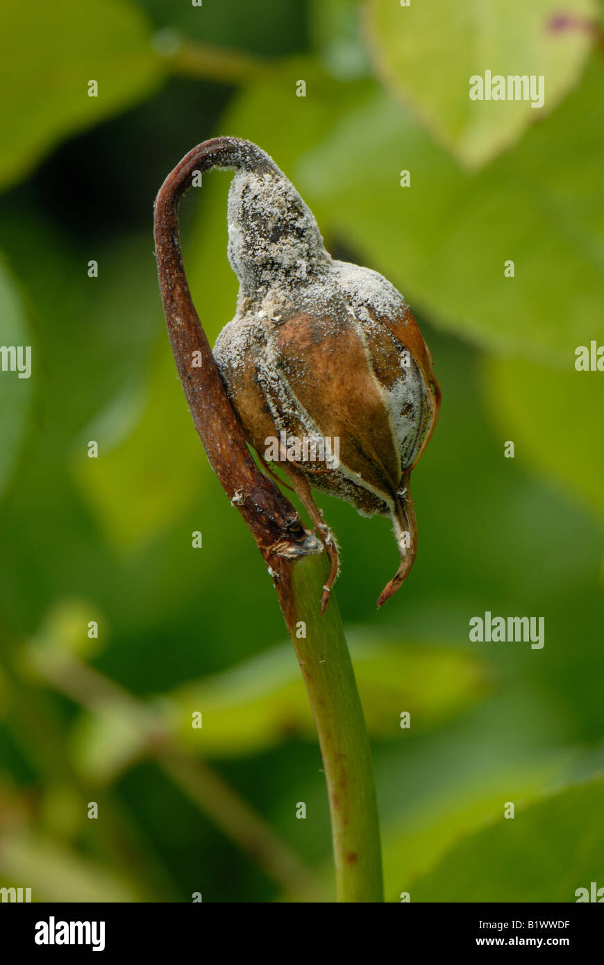 El moho gris Botrytis cinerea infección del capullo de rosa antes de apertura y crecimiento mycellium Foto de stock