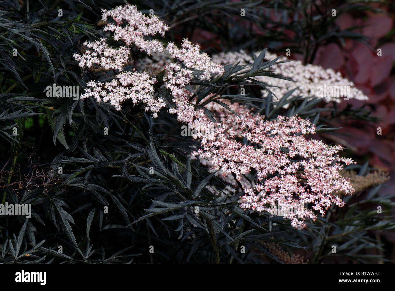 Saúco Sambucus nigra encaje negro Flores rosas con follaje negro fino Foto de stock