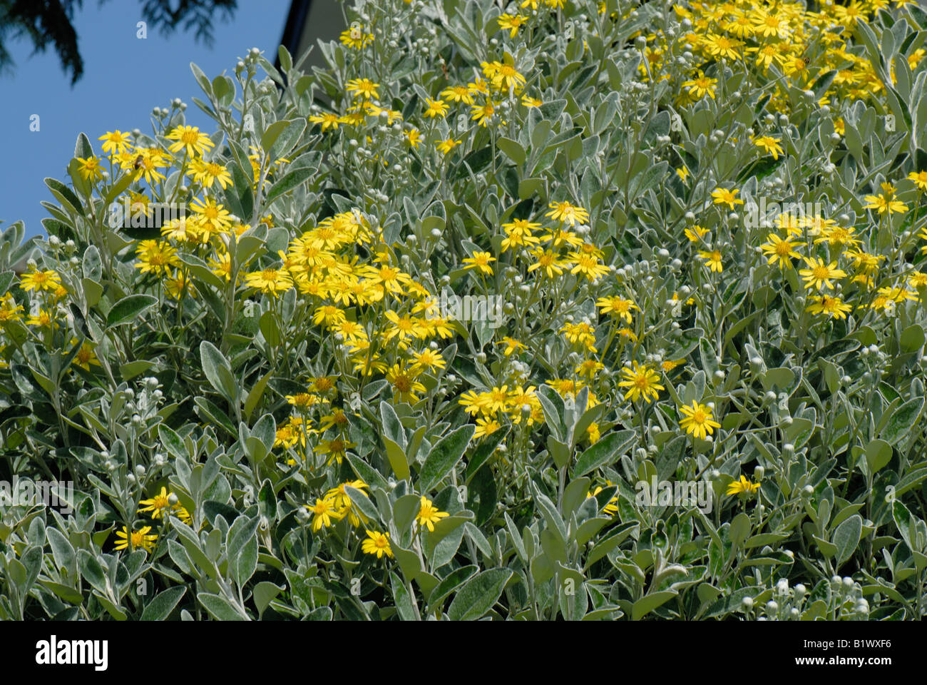 Arbusto De follaje gris difundiendo Brachyglottis Dunedin Grupo Sol en flor amarilla Foto de stock