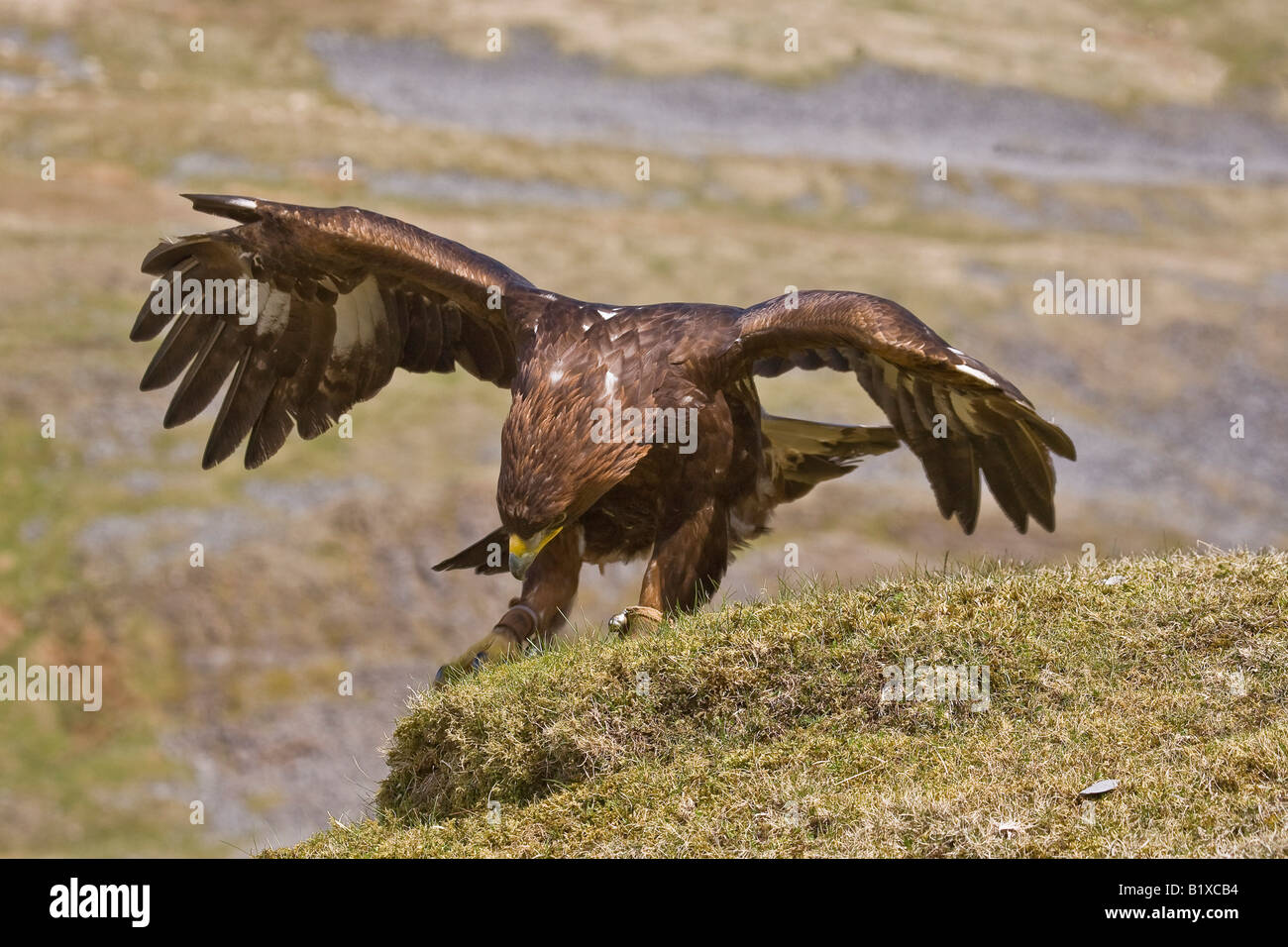El Águila ha aterrizado Fotografía de stock - Alamy