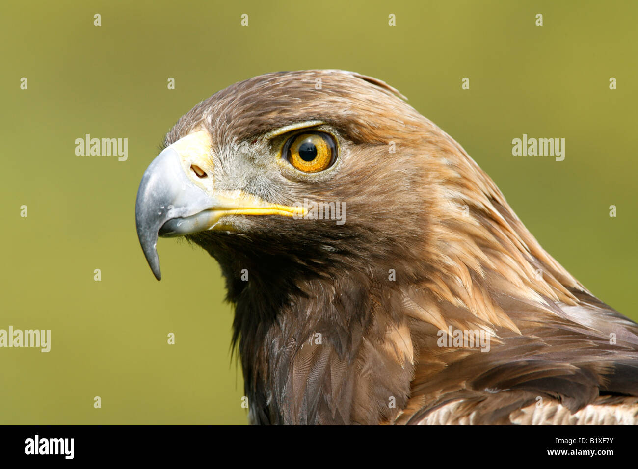Perfil Golden Eagle cautivo Foto de stock