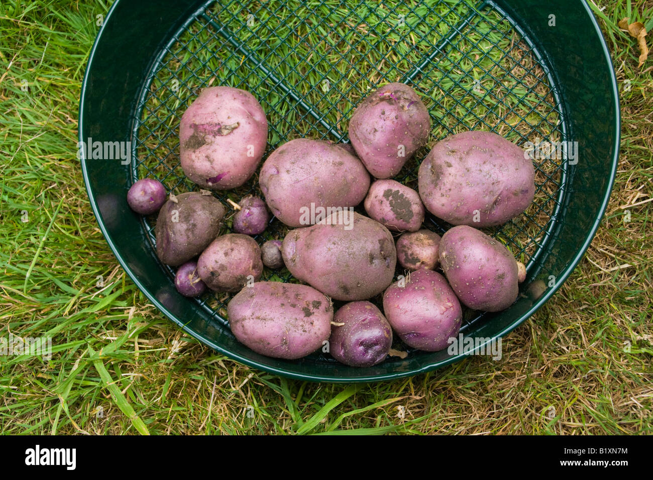 Recién excavadas home crecido "Blue" patrimonio Edzell variedad de patatas en el jardín de hierba la criba de metal Foto de stock