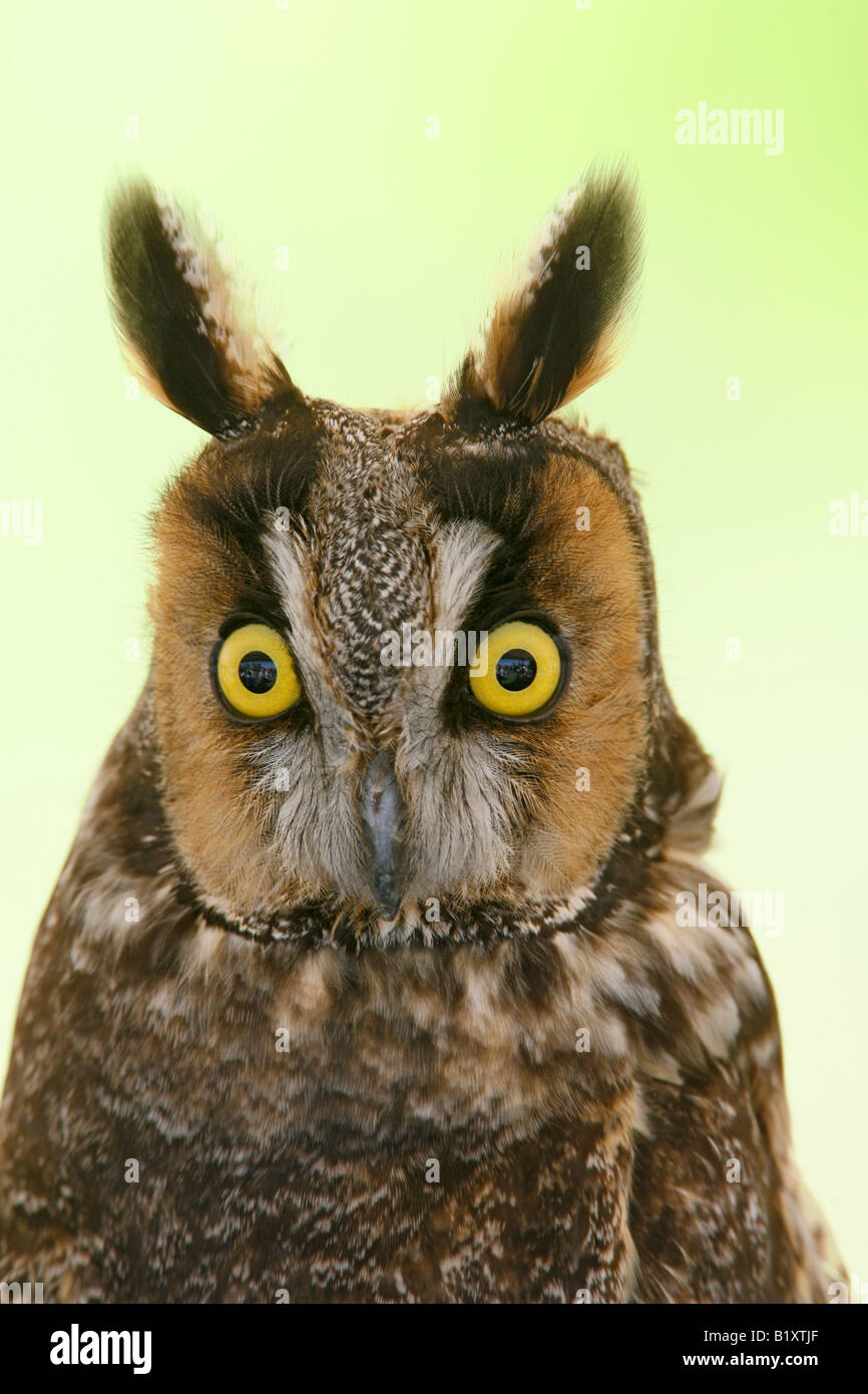 Orejas largas Owl Vertical cautivo Foto de stock