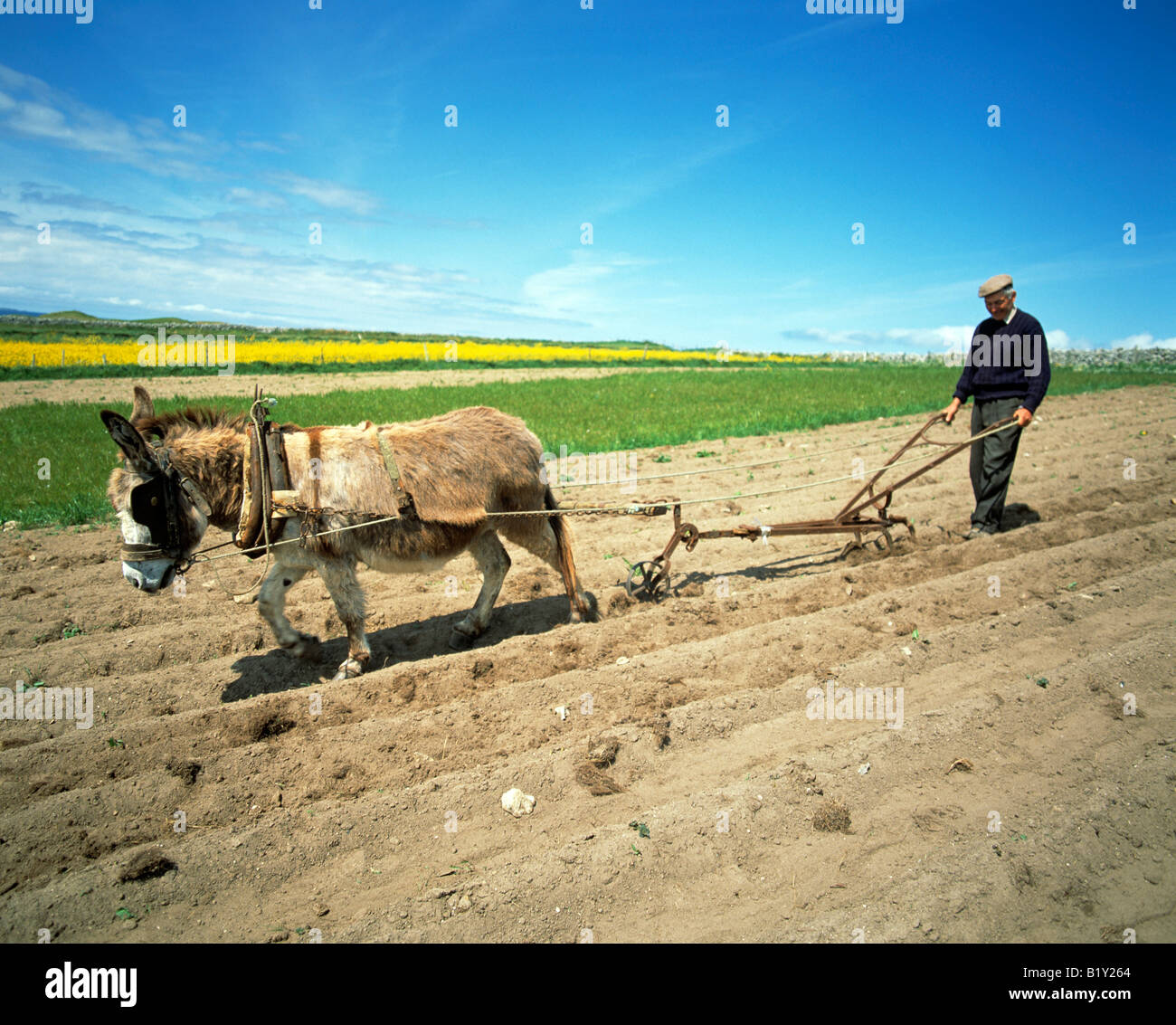 Resultado de imagen para Anciano arando la tierra fotografias