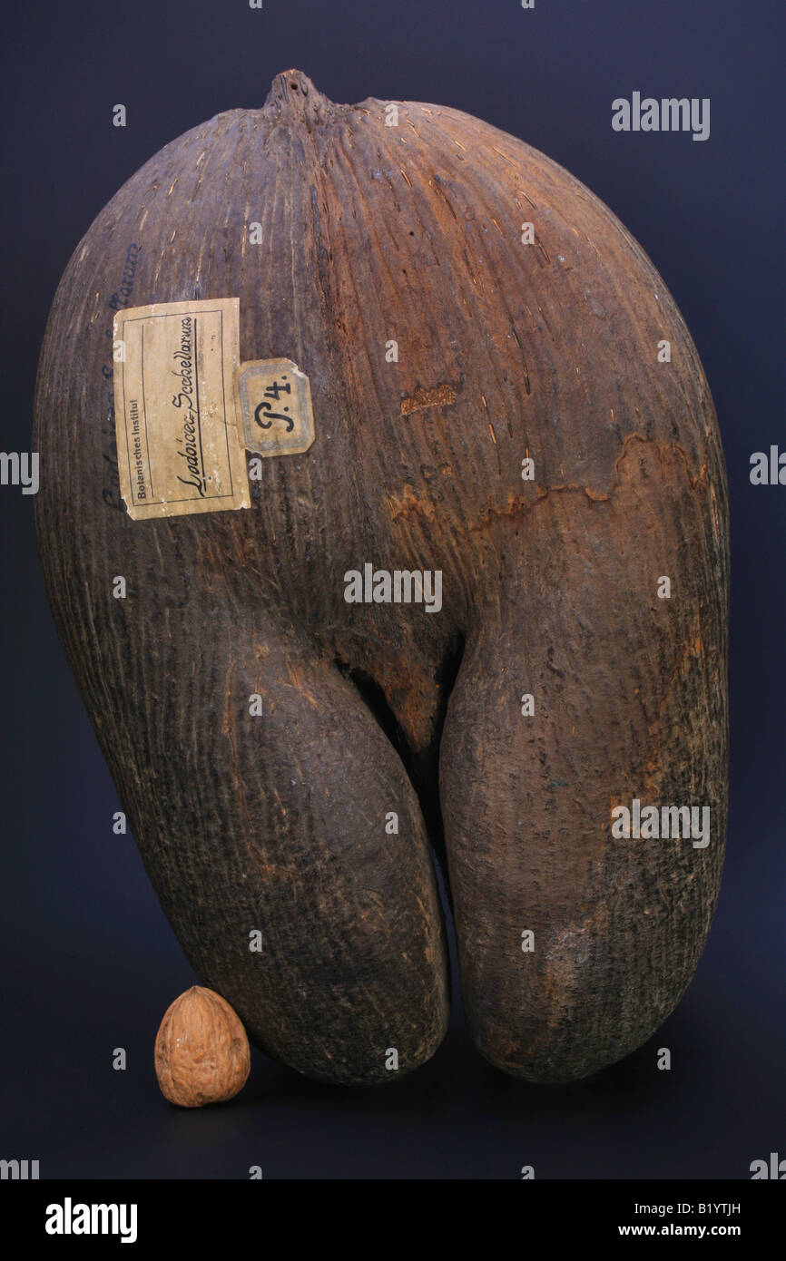 Coco de Mer doble Lodoicea maldivica coco incluye fruta de semillas más grandes del mundo en comaprision a una nuez Juglans regia Foto de stock