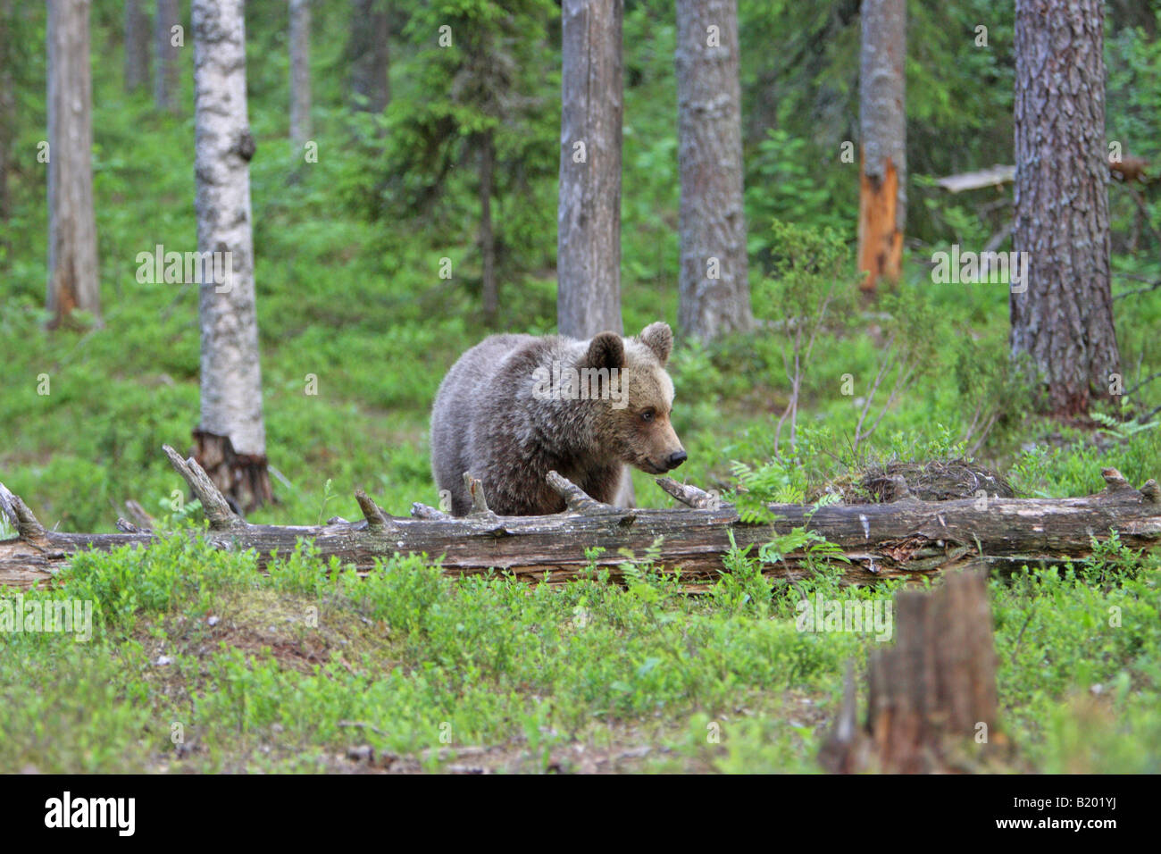 Unión Oso Pardo Ursus arctos cub de pie en el arándano en un bosque en Finlandia Europa Foto de stock