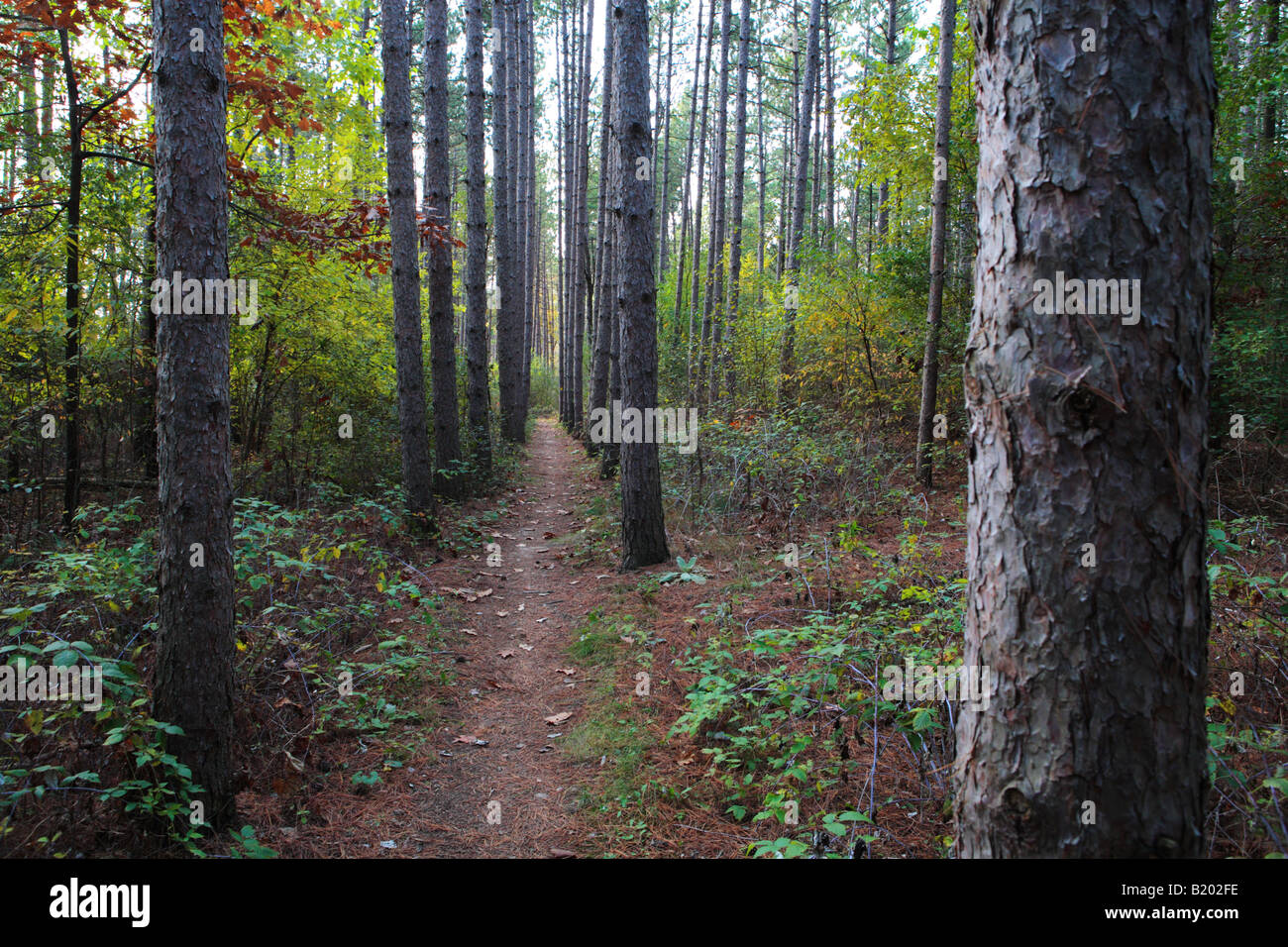 El bosque de pinos y Ice Age TRAIL ENTRE DUFFIN Road y la carretera de jóvenes en Kettle Moraine State Forest UNIDAD SUR DEL CONDADO DE WALWORTH WI Foto de stock