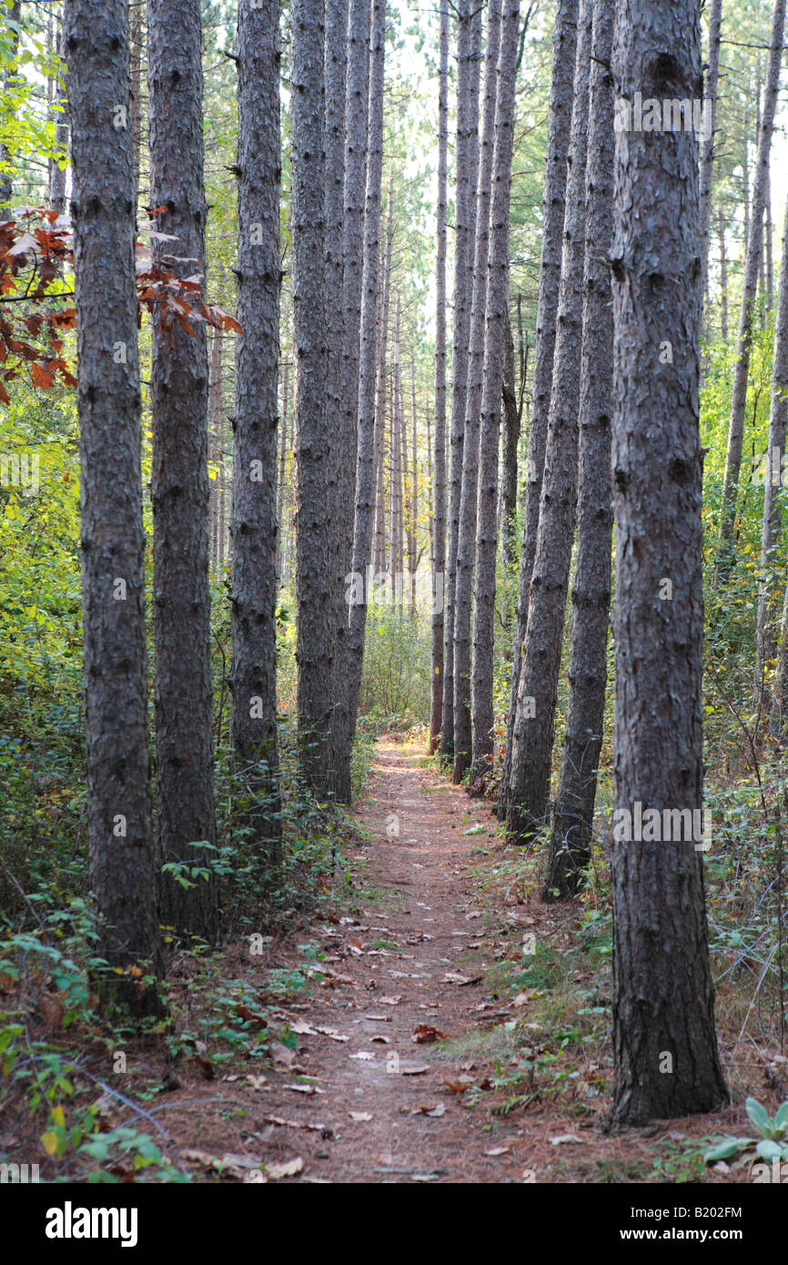 El bosque de pinos y Ice Age TRAIL ENTRE DUFFIN Road y la carretera de jóvenes en Kettle Moraine State Forest UNIDAD SUR DEL CONDADO DE WALWORTH WI Foto de stock