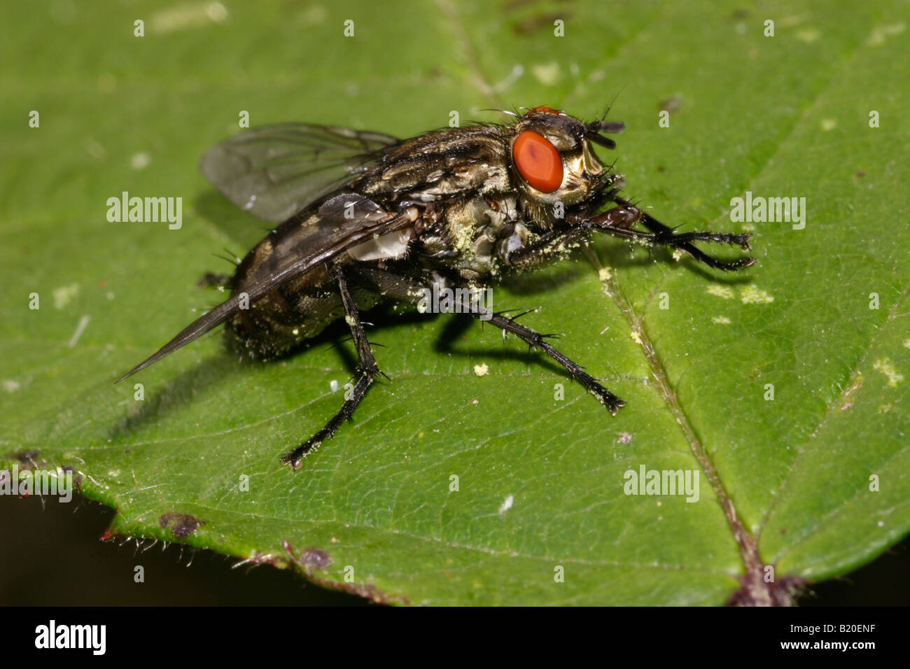 Carne Sarcophaga carnaria moscas Calliphoridae frota sus patas delanteras junto UK Foto de stock