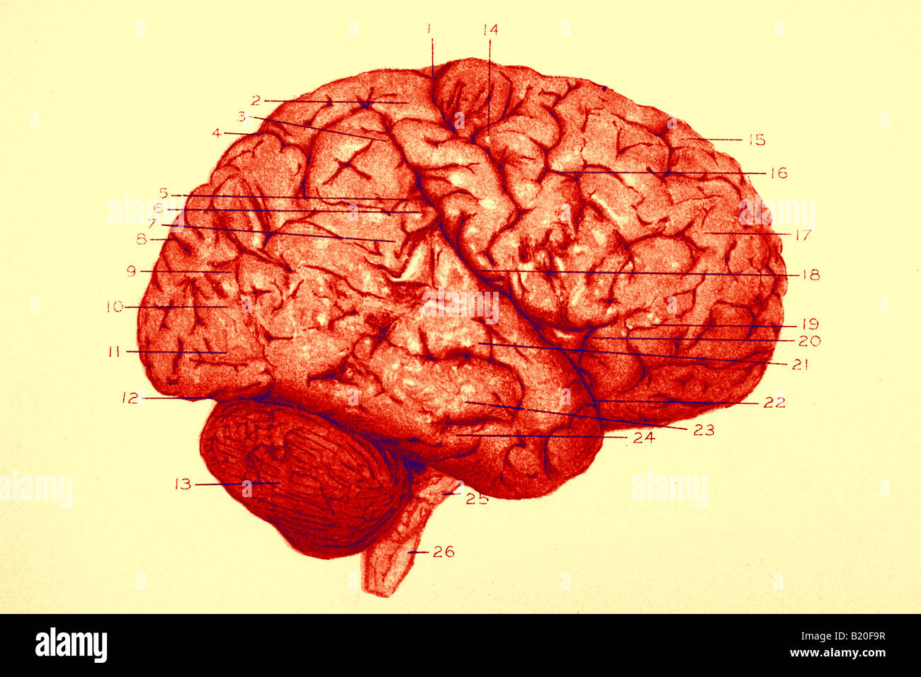 Ilustración circunvoluciones en el hemisferio derecho del cerebro Foto de stock