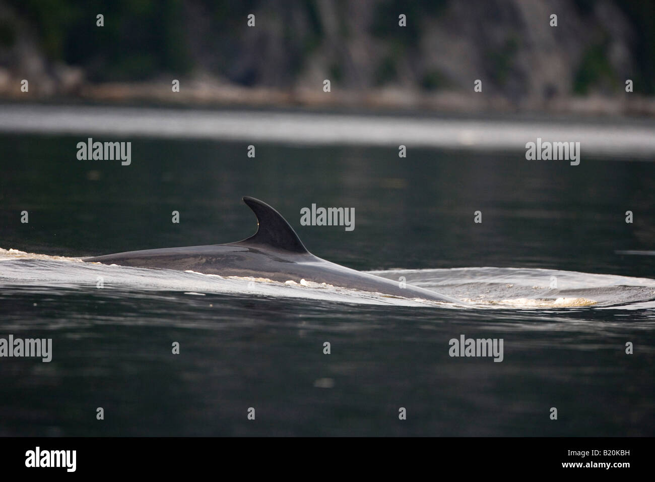 La aleta dorsal de una ballena minke en el río Saguenay. Tadoussac, Quebec. Canadá.El Parque Nacional de Saguenay. Foto de stock